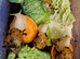 Giant African Land Snail Babies