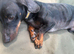 Dachsund looking for special home
