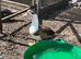 Male Muscovy ducks this years and 4 brown hens chicken