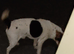 This is George chihuahua x Jack Russell