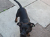 Dachshund cross French Bulldog