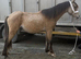 Yearling gelding to make 15hh +