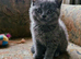 Stunning Russian Blue Type Kitten &ndash; Reserve Now (Ready in 4 Weeks)