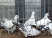 Tiger grizzle pigeons