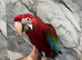 Handreared Friendly Super Tame Cuddly Greenwing Macaw Parrot,1