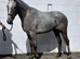 Lovely 3yr filly Irish Draught x Sports Horse