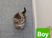 Beautiful Tabby kittens