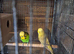 pair of green show budgies