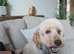 Male apricot mini poodle