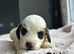 Cockapoo puppies ready to leave us from 10th July