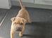 Fawn shar pei