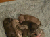 3 Blue Boys Staffy x