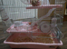 Syrian hamster