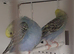 Your budgies