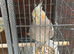 Beautiful Cockatiels