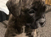 Gorgeous Frenchel puppies (Frenchie x cavalier King Charles) only 1 girl still looking for a loving family