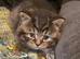 Kitten for a new home