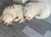 Bichon mixed with Maltese
