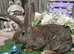 AGOUTI BUCK LOOKING FOR NEW HUTCH