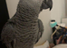 Baby African Grey