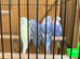 Baby budgies