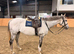 Lovely safe Grey gelding -thoroughbred