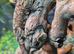 Chahoua Mossy Geckos at Birmingham Reptiles