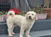 Adult Poochons & Miniature Poodle