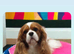 KC Cavalier king Charles Spaniel's puppies for sale