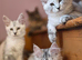 Pedigree TICA Registered Maine Coon Kittens