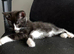 2 boy kittens