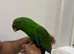 Hand reared Eclectus READY NOW
