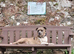 2yr old Female Staffy x American Bulldog