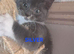 CUTE RARE BLUE COLOUR RAGDOLL KITTENS
