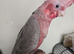 10-Week-Old Female Galah Cockatoo – Very Tame