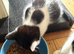 One kitten left