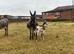 "Francesca and her gorgeous little girl" Mare Companion Horse