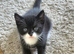 Kittens available now !!