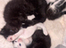 5 beautiful fluffy kittens