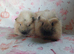 Beautiful girl guinea pigs ready now Derbyshire