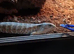 Blue tongue skink juvenile