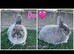 Very beautiful purebred Netherland dwarfs