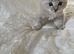 Minks, Solids and Traditonal kittens available