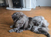 Beautiful 19 mth merle chow chow