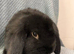 1 mini lop girl