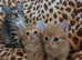 Gorgeous kittens