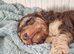 F2 Cockapoo