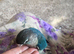 3 green cheek conures babies ready to go