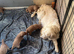 Beautiful golden brown doodles
