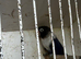 Lovebird